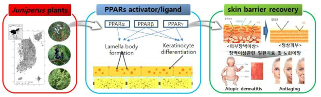 향나무속 식물로부터 PPARs 조절에 근거한 피부항상성 회복 물질의 개발