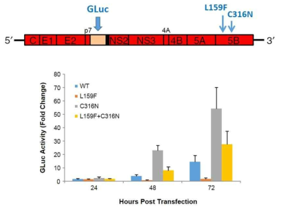 Sofosbuvir 내성으로 추정되는 L159F 및 C316N 변이를 단독 혹은 병합으로 genotype 1b의 HCV replicon에 도입하고 GLuc reporter assay를 통해 바이러스의 게놈 복제능을 비교