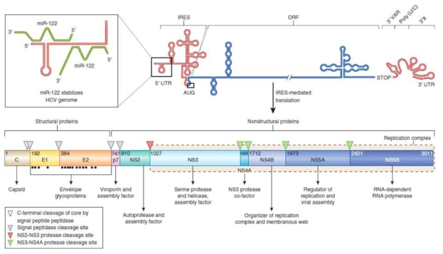 HCV의 genome 구성과 polyprotein processing. 각 단백질의 하단에 간략하게 각각의 바이러스 life cycle에서의 역할에 대해 기술되어 있다