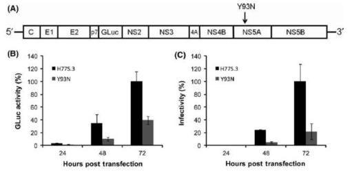 대표적인 NS5A 단백질의 항바이러스 내성변이인 Y93N의 바이러스 게놈 복제 및 생성에 미치는 영향 (genotype 1a infectious cDNA clone 이용)