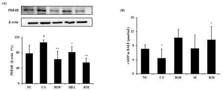멜라토닌과 Roflumilast의 병용투여가 PDE4 및 cAMP의 생성에 미치는 영향