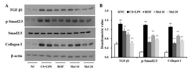 멜라토닌의 COPD 마우스에서 TGF-β 1/Smad 신호전달체계에 미치는 영향