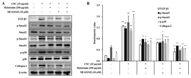 멜라토닌의 CSC로 자극된 H292 세포에서 TGF-β1/Smad 신호 전달체계에 미치는 영향