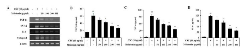 멜라토닌의 CSC로 자극된 H292 세포에서 TGF-β1, collagen I, TNF-α 및 IL-6의 발현 및 생성에 미치는 영향