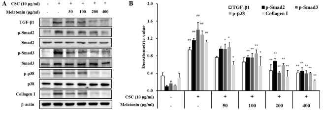멜라토닌의 CSC로 자극된 H292 세포에서 TGF-β1/Smad 신호 전달체계에 미치는 영향