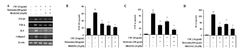 멜라토닌과 TGF-β1 억제제의 병용 처리가 CSC로 자극된 H292 세포에서 TGF-β1, collagen I의 발현 및 생성에 미치는 영향