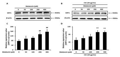 멜라토닌의 CSC로 자극된 J774 세포에서 SIRT1의 변화