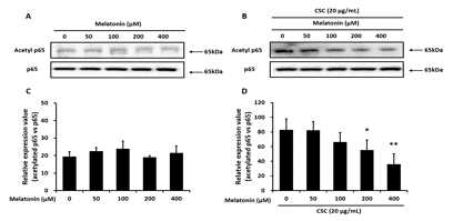 멜라토닌의 CSC로 자극된 J774 세포에서 p65 아세틸화에 미치는 영향