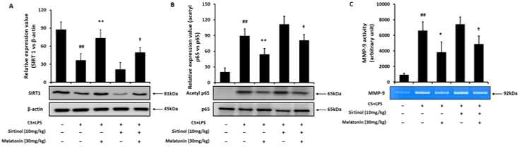 SIRT1 억제제와 멜라토닌의 병용투여가 COPD 마우스의 SIRT1 발현과 p65 아세틸화에 미치는 영향