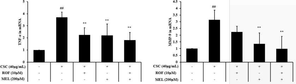 멜라토닌과 Roflumilast의 병용투여가 CSC로 자극된 세포에서 염증성 매개체 생성에 미치는 영향
