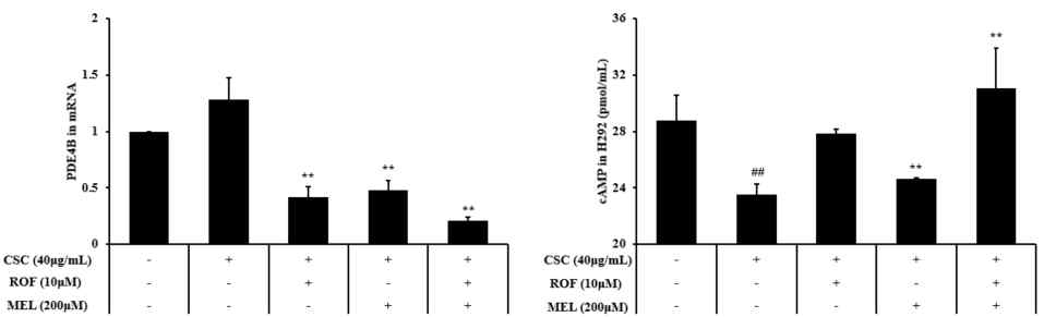 멜라토닌과 Roflumilast의 병용투여가 CSC로 자극된 세포에서 PDE4 및 cAMP 생성에 미치는 영향