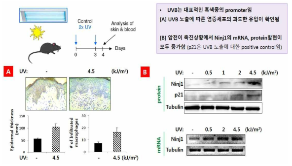 UVB로 유도한 피부염증 검증 및 Ninj1 발현 비교