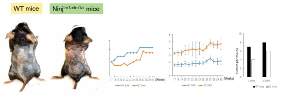 정상 생쥐와 Ninj1 녹아웃 생쥐에서 피부암 비교]
