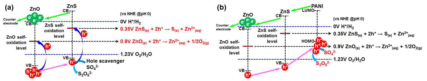 탄소계열 가시광촉매 PANI를 이용한 전자/홀 분리 및 photocorrosion 방지 메커니즘