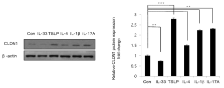 아토피피부염과 관련된 대표적인 사이토카인 처리에 따른 CLDN-1의 단백질 발현 확인