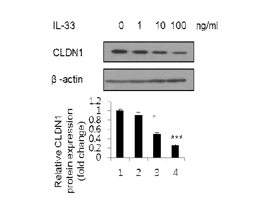 IL-33 농도별 처리에 따른 CLDN-1 단백질 발현