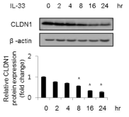 IL-33 시간별 처리에 따른 CLDN-1 단밸질 발현