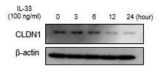 MDCK 세포에서 CLDN-1 발현 확인