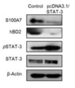 STAT-3 과발현 세포주에서 항균펩타이드(S100A7, hBD2)의 발현 확인
