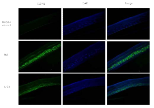 IL-33 처리에 따른 CLDN-1의 발현을 3차원 인공피부모델에서 확인 (면역조직염색법)