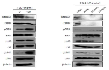 TSLP 처리에 따른 MAPK 및 S100A7, hBD2 단백질 발현 확인