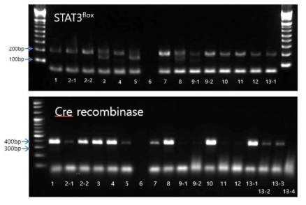피부각질세포 특이적 STAT-3 형질전환 마우스 모델의 genotyping data