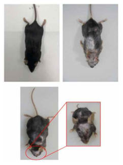 피부각질세포 특이적 STAT-3 형질전환 마우스 모델 (좌 : 정상 마우스, 우 : 형질전환 마우스)