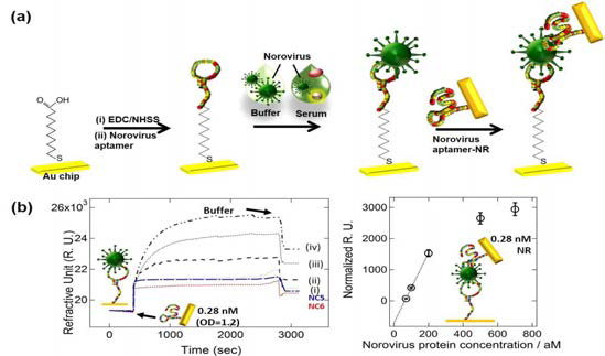 (a) 금 나노로드 도입형 압타머칩 센서 모식도 및 (b) aM 범위에서 Norovirus 단백질을 검출한 정량분석 데이터