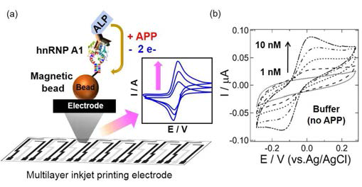 (a) 자성입자를 이용한 전기화학센서 모식도. (b) hnRNP A1 농도변화에 따른 전기화학적 신호를 측정한 순환 전압전류법 데이터