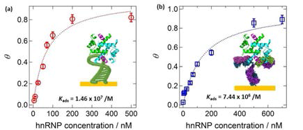 hnRNP A1과 (a) 압타머칩 및 (b) 항체칩과의 결합력 확인을 위한 SPR 데이터와 Langmuir Isotherm 핏팅 결과