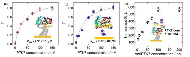 PTK7과 (a) 압타머칩 및 (b) 항체칩과의 결합력 확인과 (c) 압타머칩 기반의 샌드위치 플랫폼의 SPR 데이터