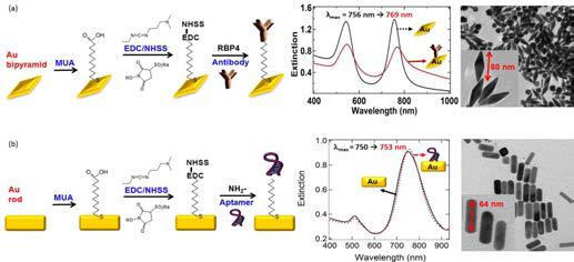 (a) 양추형과 (b) 로드 모양의 금 나노입자에 바이오기능성을 도입하는 과정 및 UV-vis 스펙트럼과 TEM을 이용한 광학적 성질 테스트