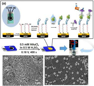 (a) PTK7 검출용 샌드위치 나노바이오센서의 모식도. (b) SPCE 그 자체와 (c) 금 나노입자를 도포한 후 표면 관찰을 위한 SEM 데이터