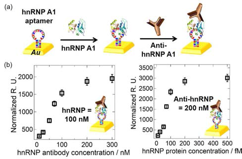 (a) hnRNP A1 검출을 위한 SPR 기반의 샌드위치 바이오센서의 모식도 및 (b) DNA압타머 칩 기반의 샌드위치 플랫폼의 SPR 데이터