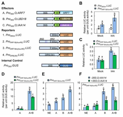 LBD18 enhances ARF7 transcriptional activity and competes out IAA repressors for ARF7. (A) Schematic showing effectors and reporters used in transient gene expression assays with Arabidopsis protoplasts. For reporter constructs, the ARF19 promoter region spanning -892 ~ -652 bps relative to the AUG initiation codon harboring two AuxREs (ProARF19(AuxRE):LUC) or mutated AuxREs (ProARF19m(AuxRE):LUC), or the DR5 promoter were fused to the 46 bp CaMV 35S minimal promoter and LUC. Effector constructs contained the ARF7 (A), LBD18 (B) and IAA14 (C) coding region under the control of the CaMV 35S promoter and a translational enhancer sequence (Ω) from tobacco mosaic virus located upstream of the translation initiation site. (B) and (C) Transient gene expression assays using ProARF19(AuxRE):LUC (B) or ProARF19m(AuxRE):LUC (C) reporters in Arabidopsis protoplasts with or without auxin. The Pro35S:GUS effector plasmid was co-transfected as internal control for normalizing transfection efficiency. Indicated reporter and effector constructs were transfected into mesophyll protoplasts prepared from Arabidopsis and incubated for 18 h. The protoplasts were then harvested, and the LUC and GUS activities were measured. Values on the y-axis arederived from measurements of relative light units of LUC activity after normalizing to GUS activity. The bars indicate SD of three independent experiments and different letters indicate a significant difference determined by one-way ANOVA with the Tukey’s honestly significant difference test (P<0.05). Number shown below the graph indicates the reporter construct shown in the left panel. (D) Effects of LBD18 and/or ARF19 overexpression on ProARF19(AuxRE):LUC or ProARF19m(AuxRE):LUC reporters. (E) Effects of LBD18 and/or ARF19 overexpression on ProARF19(AuxRE):LUC reporter. Transient gene expression assays were conducted and analyzed as described in Figure 9B