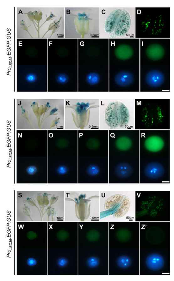 GUS and GFP expression of ProLBD22:EGFP:GUS, ProLBD25:EGFP:GUS and ProLBD6:EGFP:GUS transgenic Arabidopsis plants. GUS expression of whole inflorescence (A, J and S), open flower (B, K and T), and mature pollen grains in dehiscent anthers (C, L and U) and GFP expression of mature pollen grains in dehiscent anthers (D, M and V). GFP expression in polarized microspore (E, N and W), early bicellular pollen (F, O, and X), mid-late bicellular pollen (G, P and Y), tricellular pollen (H, Q and Z), and mature pollen grain (I, R and Z’). Images in the upper and lower panels from E to I, N to Ror W to Z’ represent epifluorescence for GFP and DAPI-stained images, respectively. Scale bars : 10 μm
