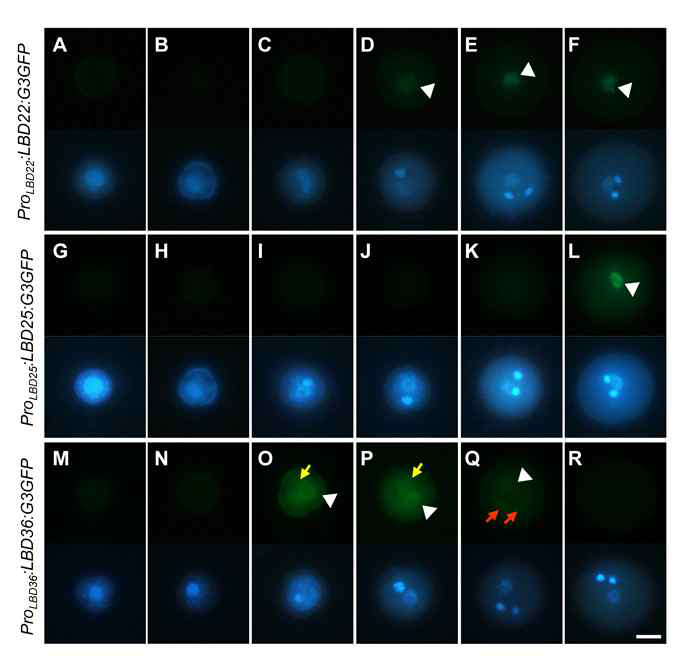 Subcellular localization analysis of LBD22, LBD25 and LBD36 during Arabidopsis pollen development. Expression of LBD22:G3GFP in ProLBD22:LBD22:G3GFP (A-F), LBD25:G3GFP in ProLBD25:LBD25:G3GFP(G-L) and LBD36:G3GFP in ProLBD36:LBD36:G3GFP (M-R) transgenic Arabidopsis plants during pollen development. Early microspore with a central nucleus (A, G and M), polarized microspore (B, H and N), early bicellular pollen (C, I and O), mid-late bicellular pollen (D, J and P), tricellular pollen (E, K and Q), and mature pollen grain(F, L and R). Yellow and orange arrows indicate germ and sperm cell nuclei, respectively. White arrowhead indicates vegetative cell nucleus. Images in the upper and lower panels from A to F, G to L or M to R represent epifluorescence for GFP and DAPI, respectively. Scale bars: 10 μm
