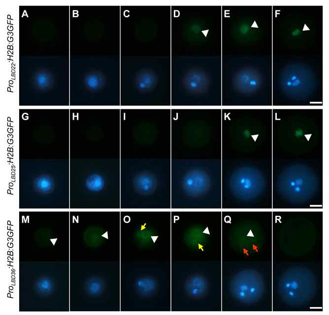 Subcellularlocalization analysis of LBD22, LBD25 and LBD36 during Arabidopsis pollen development. Expression of H2B:G3GFP in ProLBD22:H2B:G3GFP (A-F), ProLBD25:H2B:G3GFP (G-L) and ProLBD36:H2B:G3GFP (M-R) transgenic Arabidopsis plants during pollen development. Early microspore with a central nucleus (A, G and M), polarized microspore (B, H and N), early bicellular pollen (C, I and O), mid-late bicellular pollen (D, J and P), tricellular pollen (E, K and Q), and mature pollen grains (F, L and R). Yellow and orange arrows indicate germ and sperm cell nuclei, respectively. White arrowhead indicates vegetative cell nucleus. Images in the upper and lower panels for each transgenic Arabidopsis represent epifluorescence for GFP and DAPI, respectively. Scale bars: 10 μm