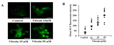 ROS generation by vitexin. (A) Cells were loaded with H2DCFDA for 30 min, and ROS levels were determined by fluorescence microscopy. Scale bar = 0.1 mm. (B) Representative images and quantitative analysis of ROS generation are shown. The data represent mean ± SD of three independent experiments, n = 3. Values with different letters (a-d) differ significantly from each other (p < 0.05)