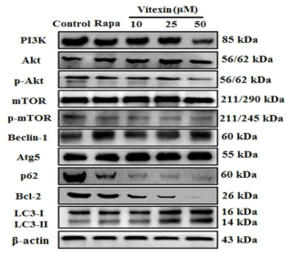 Immunoblot analysis for autophagy marker proteins was performed using protein homogenates from HCT-116 cells