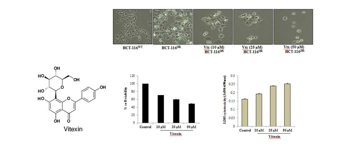 Effect of vitexin on HCT-116MDR cancer cell viability. Cells were treated with indicated concentration of vitexin for 24 h. Representative microscopic image of HCT-116MDRcell morphology after treatment as described. Cell proliferation was quantified by using MTT and LDH assays