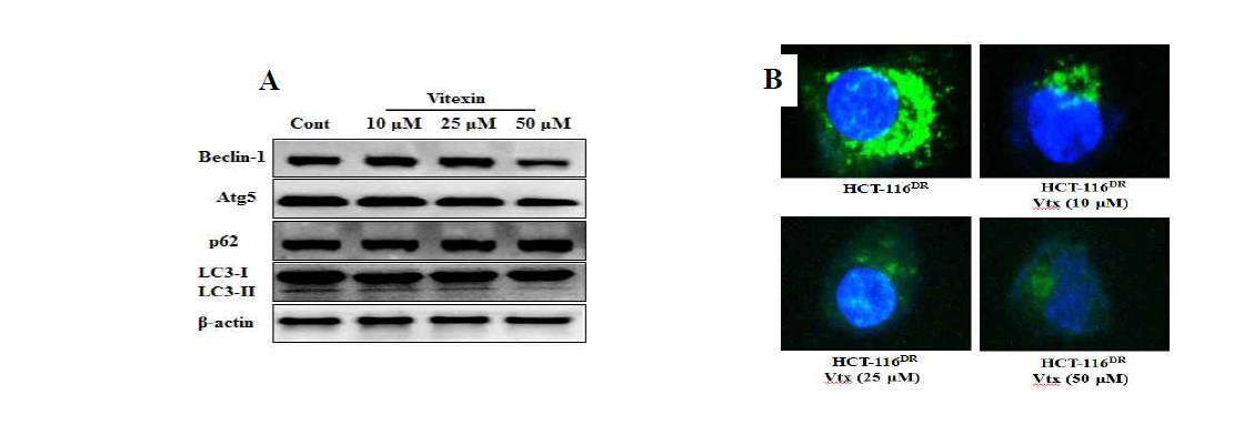 Vitexin abolishes cytoprotective autophagy after 24 h of exposure in HCT-116MDR cells. (A) Representative immunoblots from whole cell proteins for autophagy markers showing decrease in autophagy. (B) Fluorescence images of LC3 immunolabeling (green) in HCT-116 cells after vitexin treatment for 24 h. Vitexin exposure induced a progressive increase in LC3-positive dots (green). DAPI-stained nuclei are blue