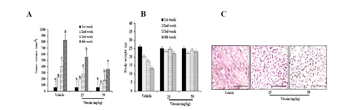 Vitexin suppresses tumor growth in HCT-116DR xenograft model. Changes in (A) tumor volume (B) and body weight of mice were observed after initiation of treatment. (C) Representative images of tumor sections after H&E staining