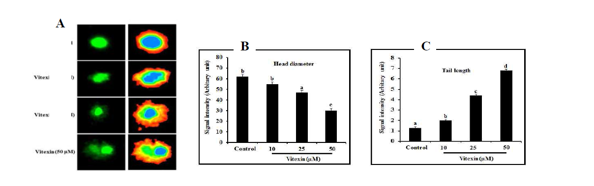 Vitexin induces DNA damage in HCT-116MDR cells. (A) After 24 h of incubation, HCT-116MDR cells were subjected to comet assay. The presence of comet tails (halo effect) indicates the presence of fragmented DNA. (B) Quantification of head diameter was performed after comet assay. (C) Quantification of tail length was performed after comet assay