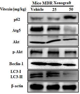 Vitexin suppresses tumor growth in HCT-116DR xenograft model. Protein expression levels of autophagy marker proteins were analyzed by western blotting