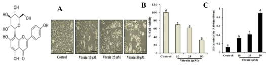 Vitexin inhibits cell proliferation and exerts cytotoxic effects against human colorectal cancer cells. (A) HCT-116 cells were treated with 10, 25, and 50 μM vitexinfor 24 h. Morphological changes in HCT-116 cells were studied using light microscopy. Scale bar 0.1 mm. Cell viability and toxicity levels of various concentrations of vitexin were assayed by (B) MTT and (C) LDH assays in HCT-116 cells, as compared to control cells. Values with different letters (a-d) differ significantly from each other (p < 0.05)