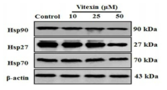 Representative immunoblot analysis of Hsp90, Hsp27, and Hsp70 proteins were determined by whole cell lysates