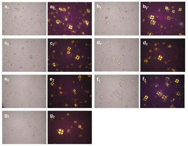 Light micrographs of raw and malic acid-treated sweet potato starches (magnification 400×): (a) raw, (b) 2.0M-25, (c) DW-130, (d) 0.5M-130, (e) 1.0M-130, (f) 1.5M-130, and (g) 2.0M-130; 1-under visible light and 2-under polarized light