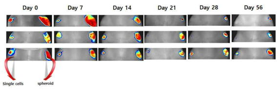 골관절염 유도 SD rat에서 단일세포 및 스페로이드의 생존 확인 실험