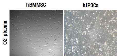 친수화를 위한 O2 plasma 처리 후 세포 부착 능력 확인